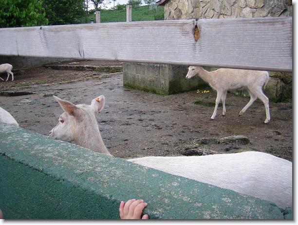 Diapositiva siguiente